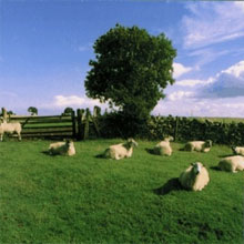 The KLF - Chill Out 1990 Beste LP's en Albums