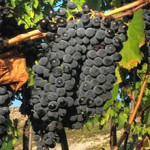 Montalcino Wijn en Muziek (Sangiovese druif)