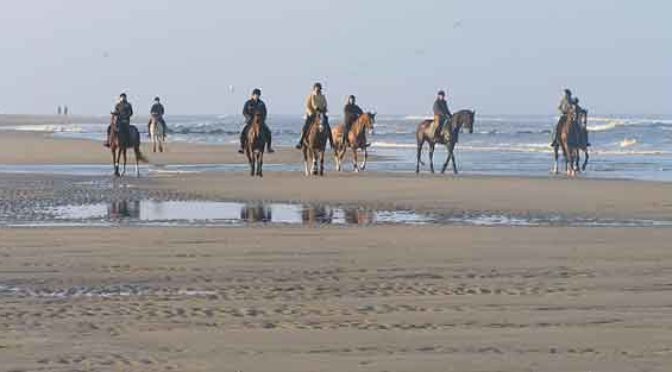 Liedjes over Paarden Horse Songs